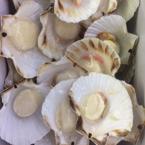 Canestrello mezzo guscio