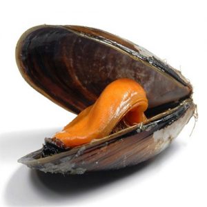 Cozze