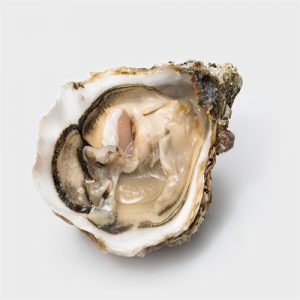 Ostrica
