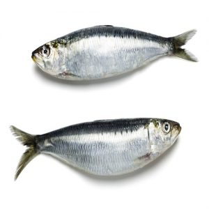 Sardina