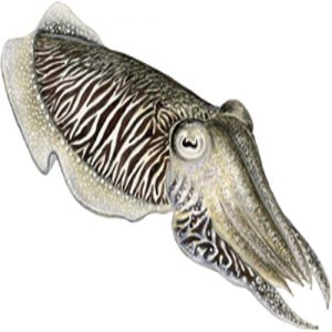 Seppia nera estera